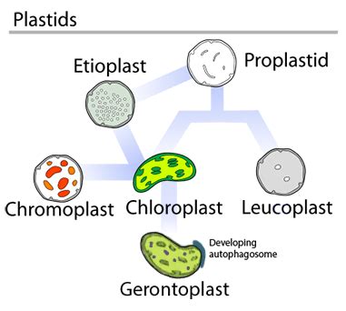 all plastids are similar to each other in